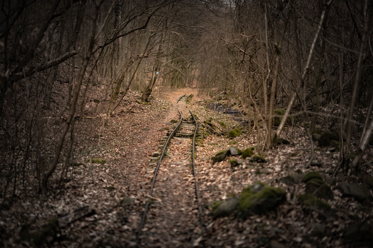 Anciennes voies ferrées : de la friche au sentier vert