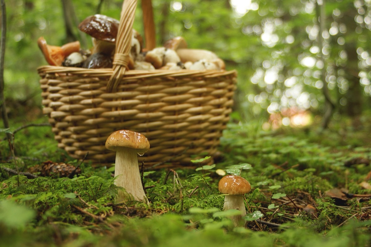 Cueillette sauvage : entre tradition et surexploitation