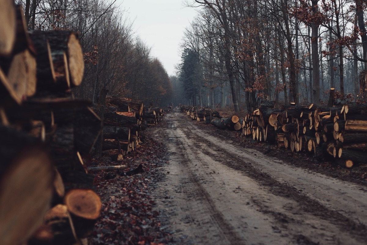 Forêts communales : un patrimoine naturel à mieux gérer