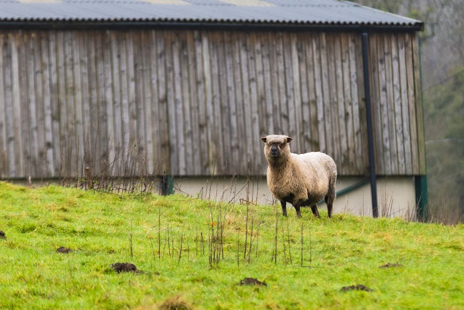 La Geneytouse, ses agneaux, ses gîtes... son auditorium !