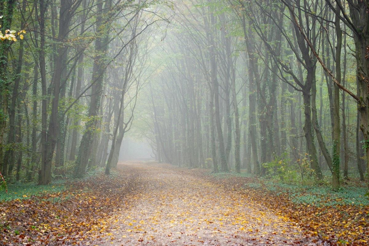 Georges Guingouin, le préfet du maquis que la France a oublié