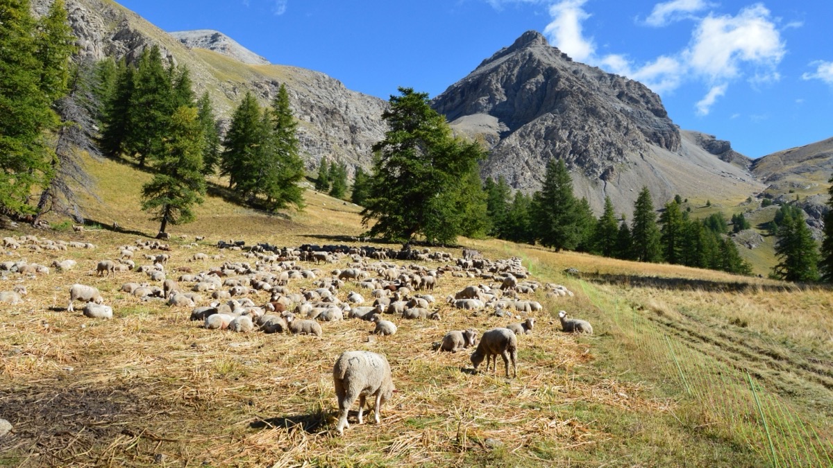 La transhumance, patrimoine immatériel en sursis
